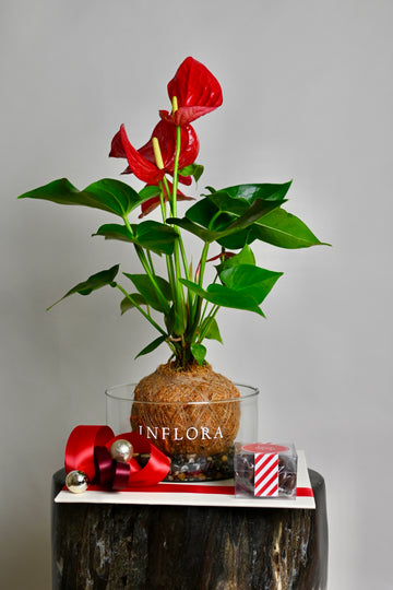 Holly Jolly Kokedama Anthurium