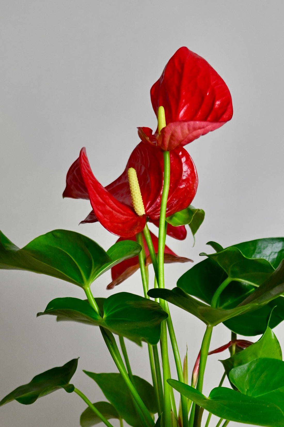 Holly Jolly Kokedama Anthurium