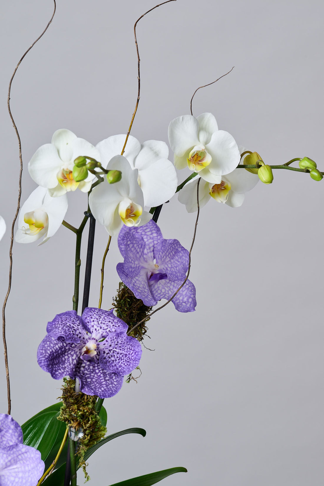 Orquídea Mediana + Vanda + Marco de Acrílico