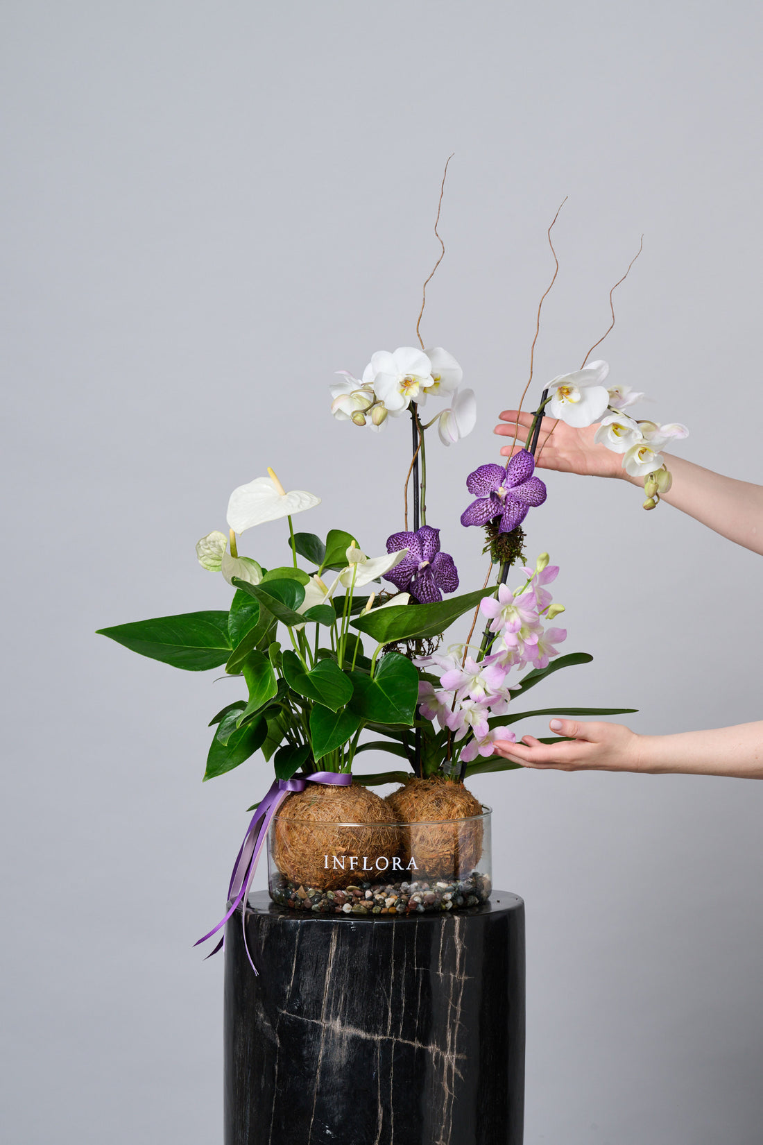 Jardin Botanico de Kokedama Orquidea + Anthurium