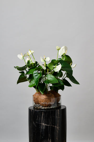 Kokedama Triple Anthuriums