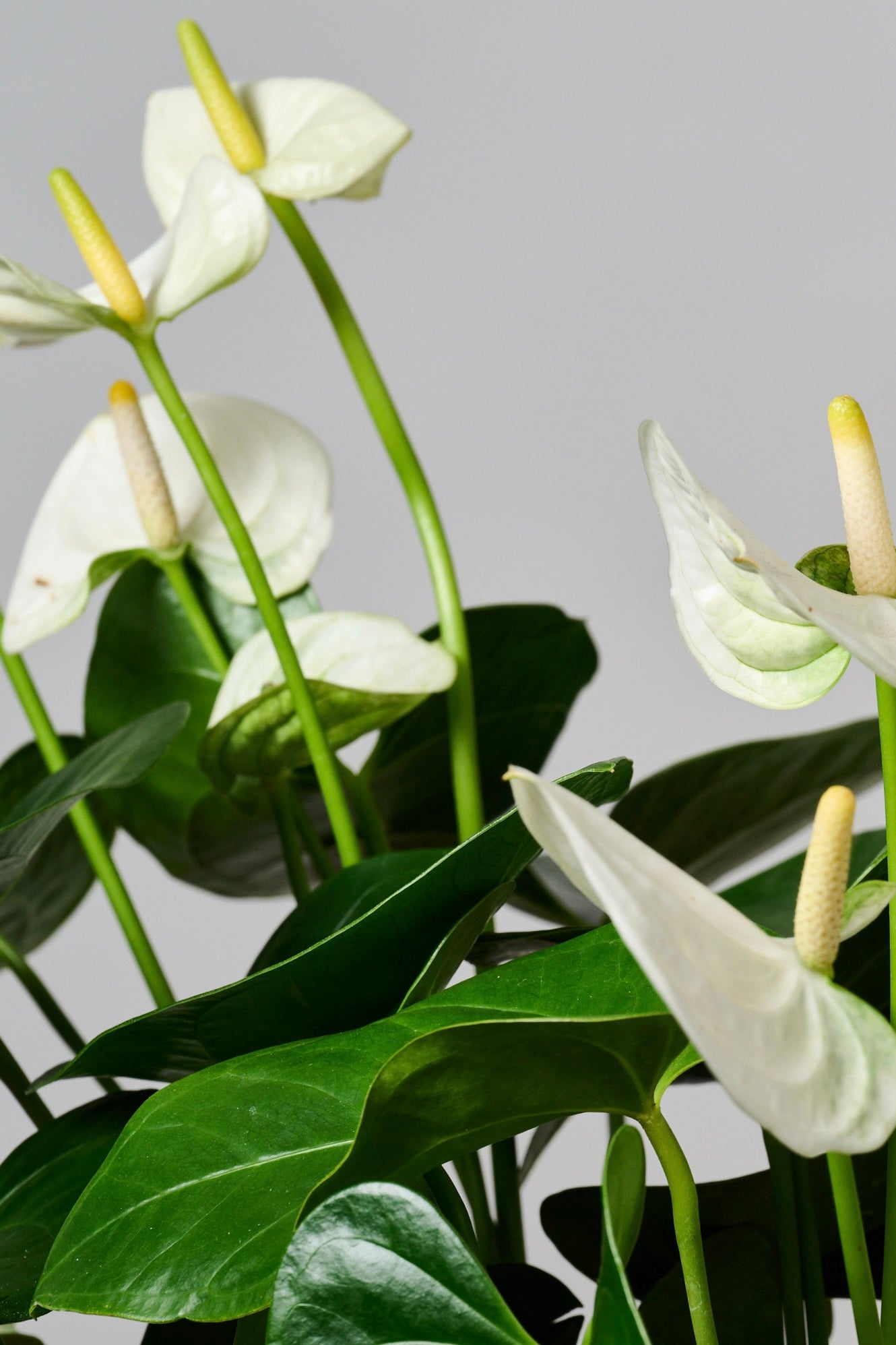 Kokedama Triple Anthuriums