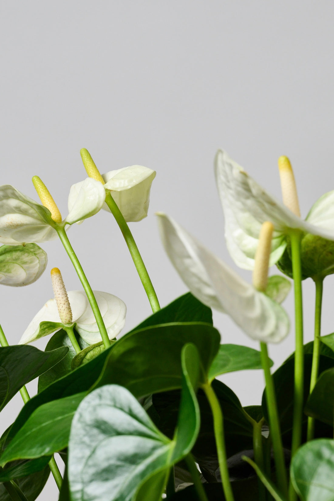 Kokedama Triple Anthuriums