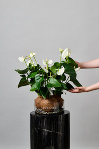 Kokedama Triple Anthuriums