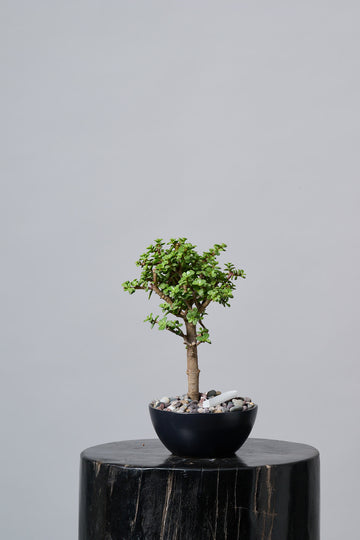 Arbol de la Abundancia Mini en Maceta Trinitate