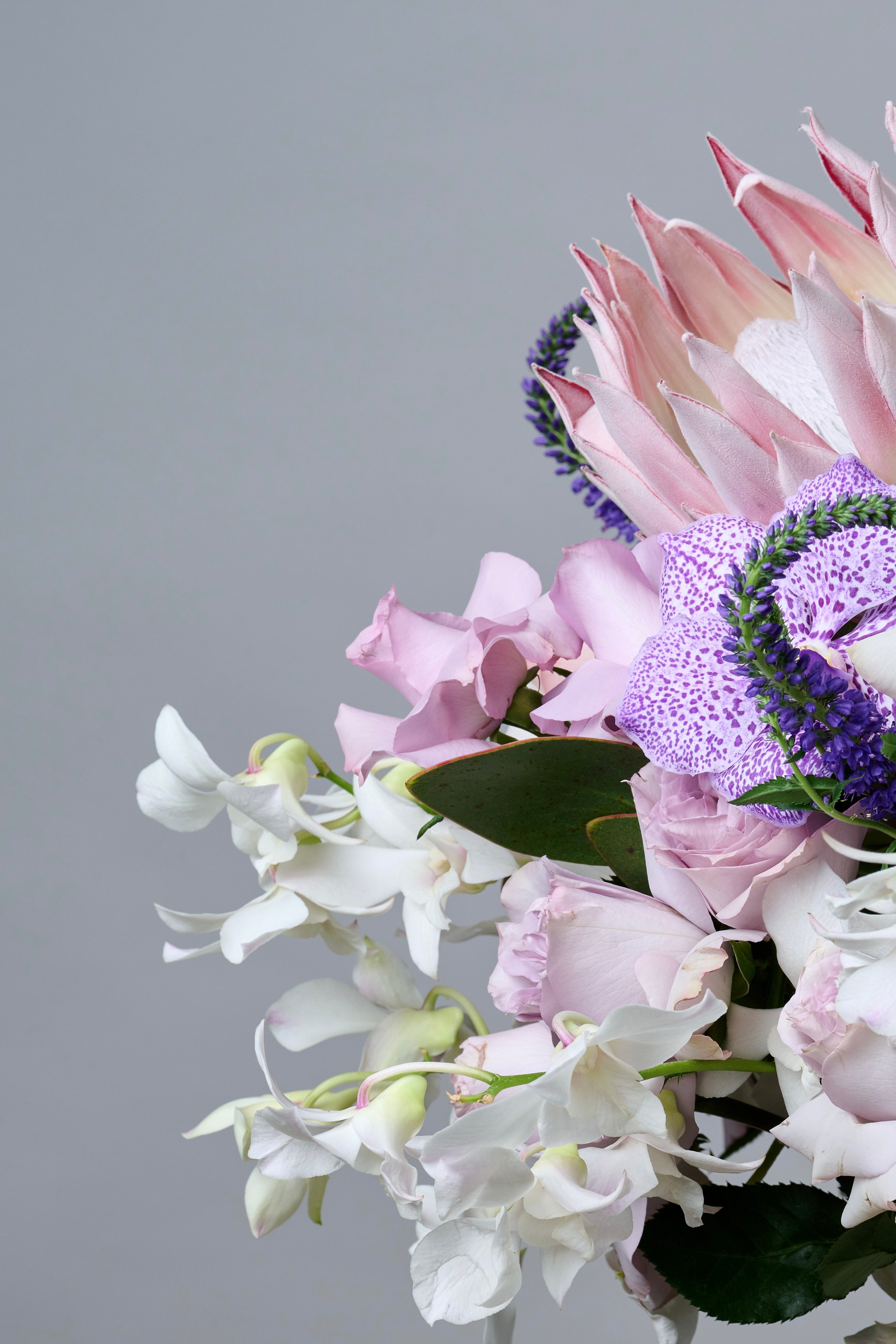 Lilac King Protea