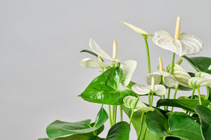 Jardín Botánico de Anthuriums