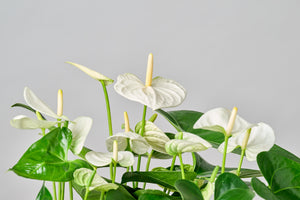 Jardín Botánico de Anthuriums