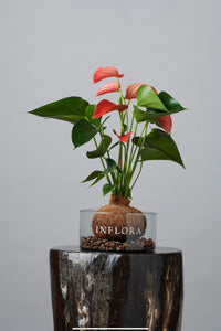 Kokedama Anthurium