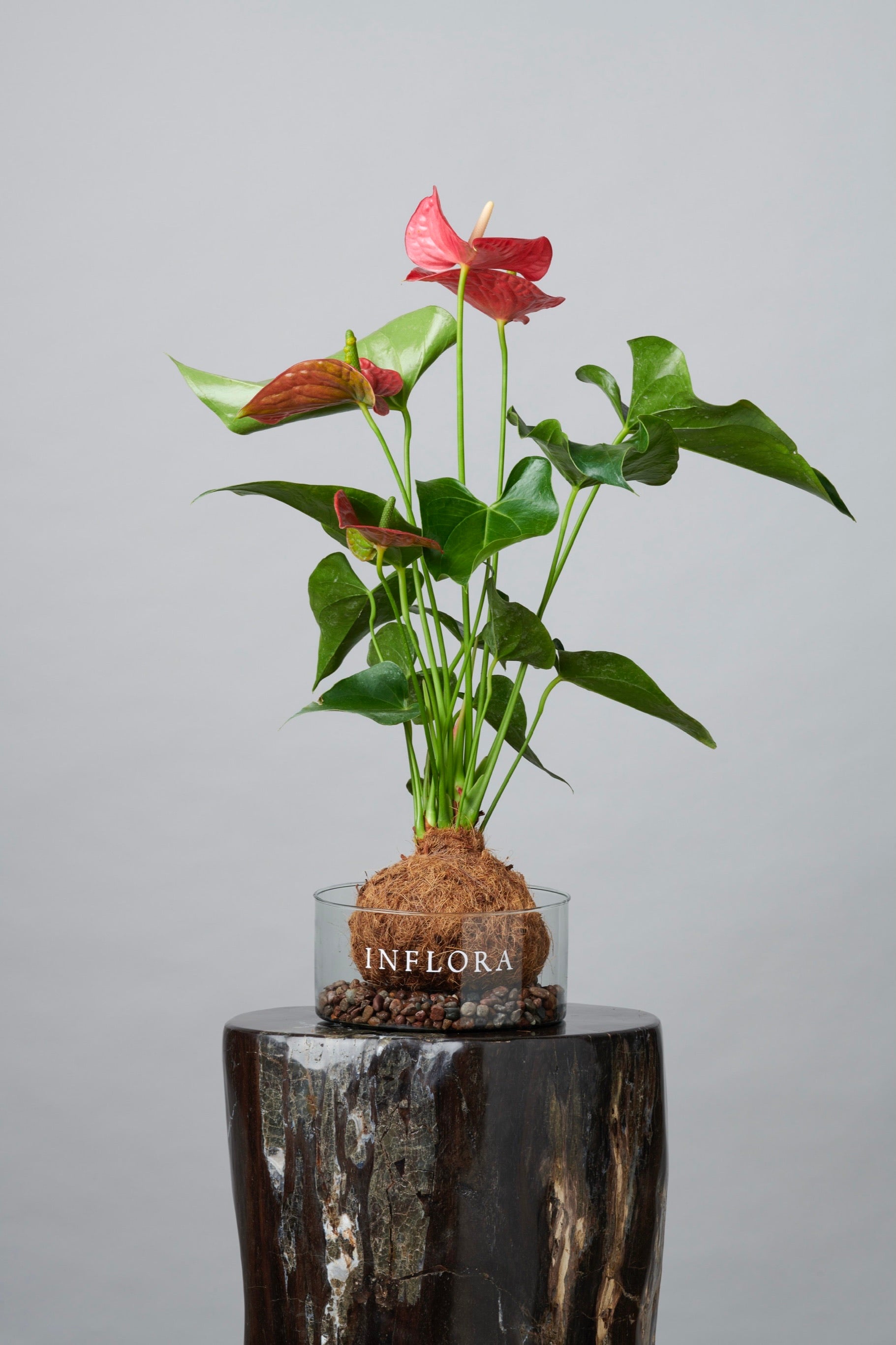 Kokedama Anthurium