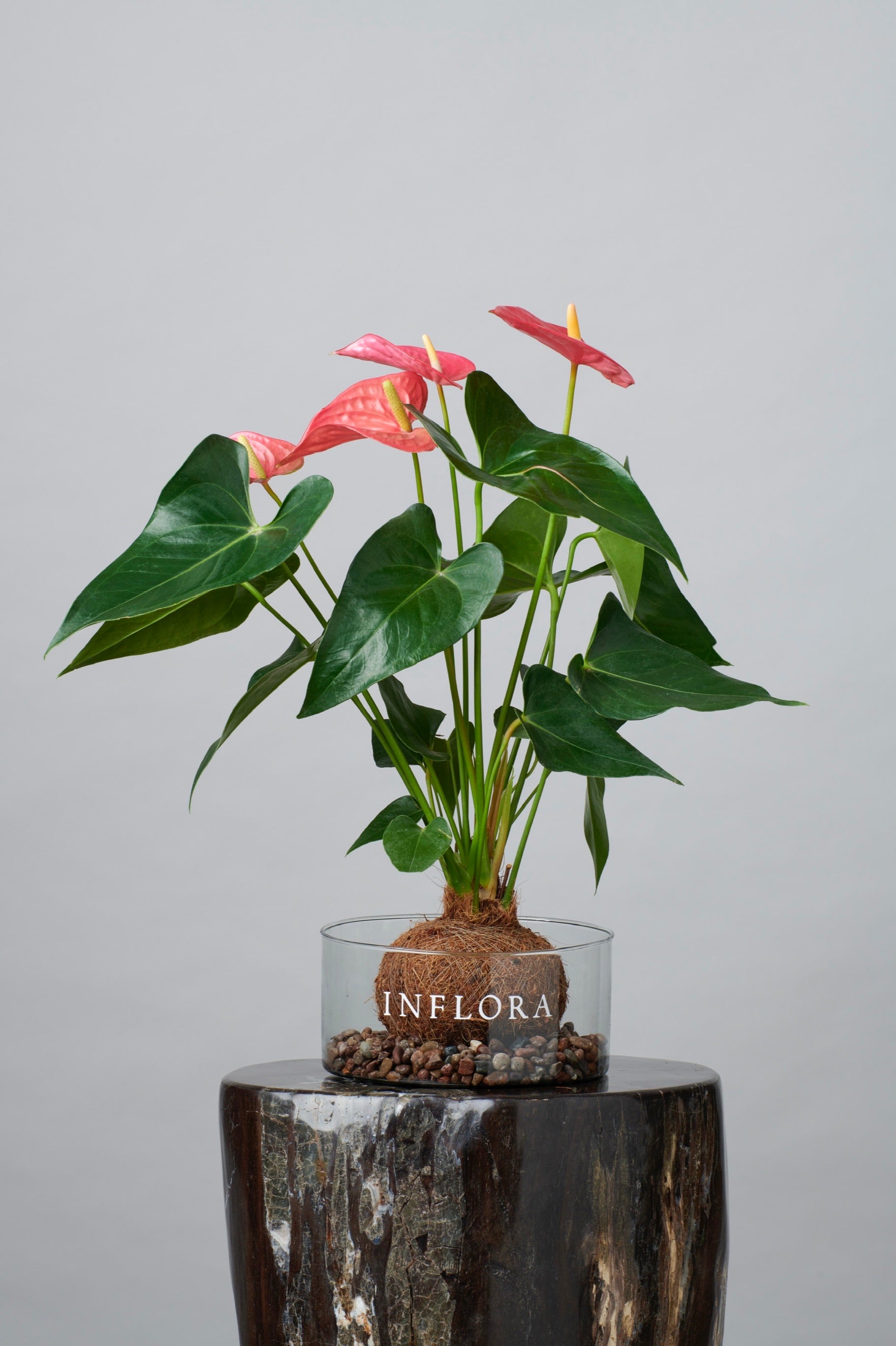 Kokedama Anthurium