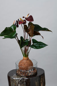 Kokedama Anthurium