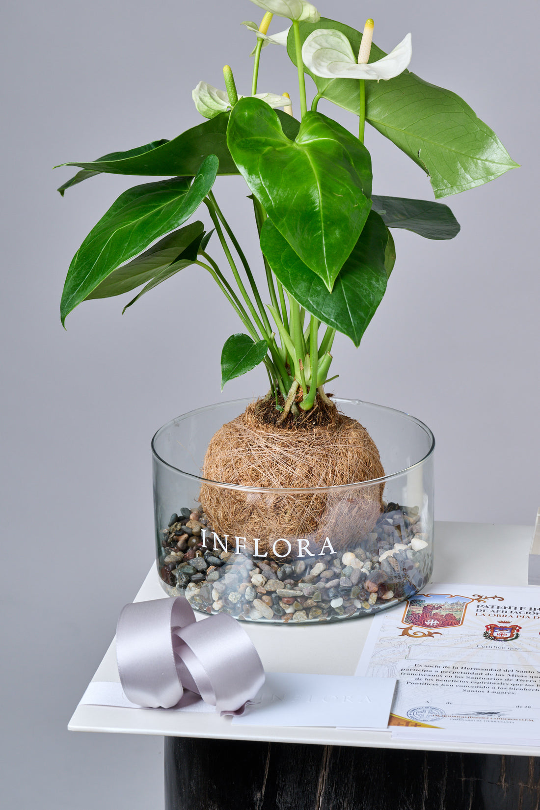 Kokedama Anthurium - Set de Condolencias