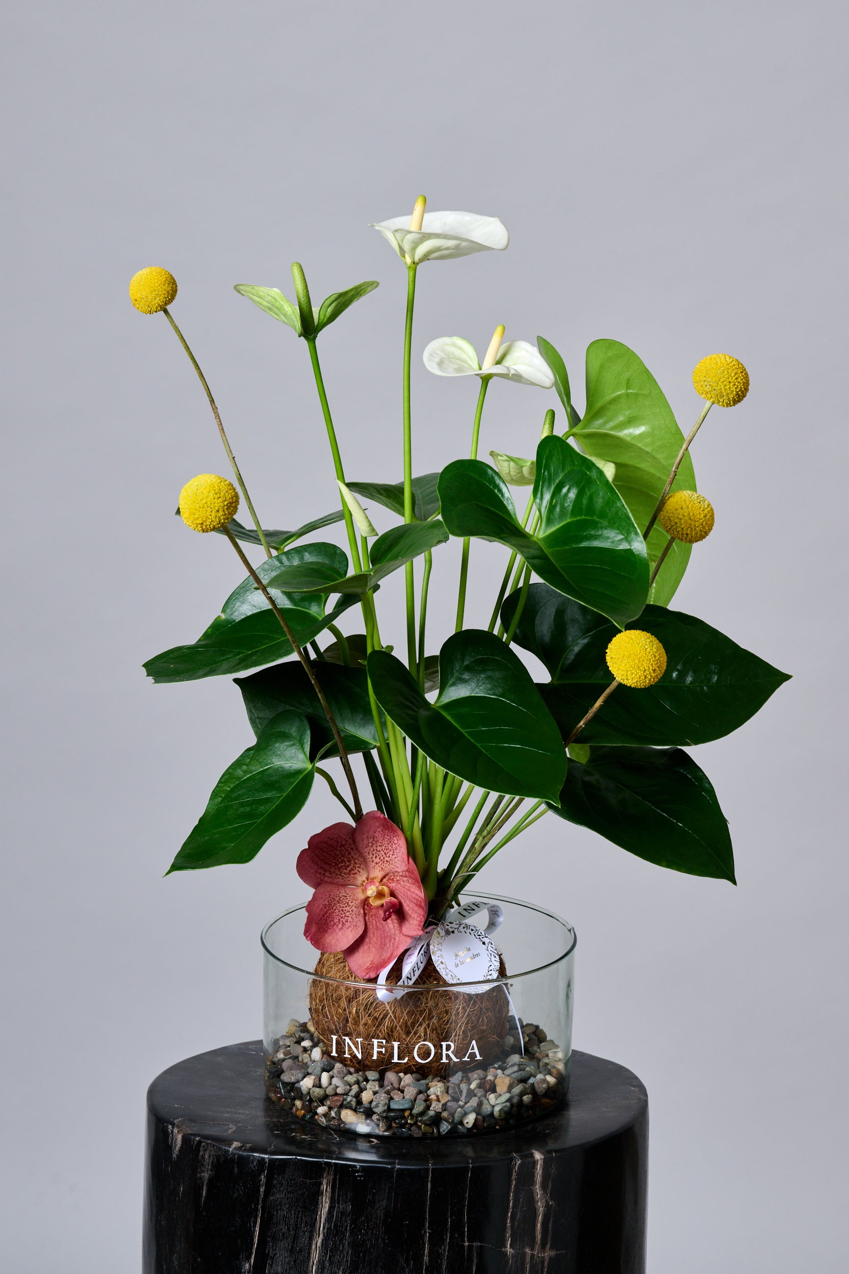 Anthurium Garden