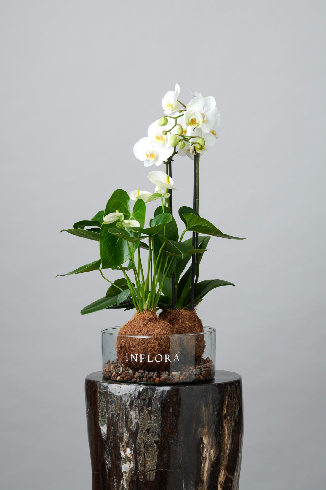 Kokedama Doble Orquídea Fucsia/ Blanco y Anthurium Blanco