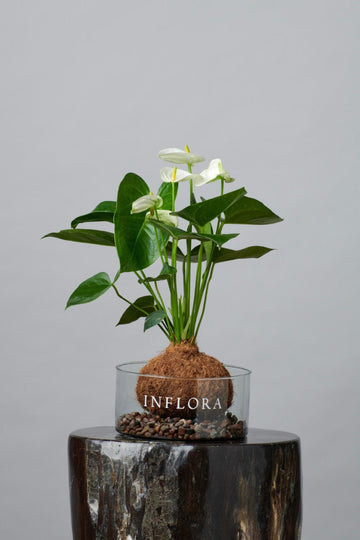 Kokedama Anthurium