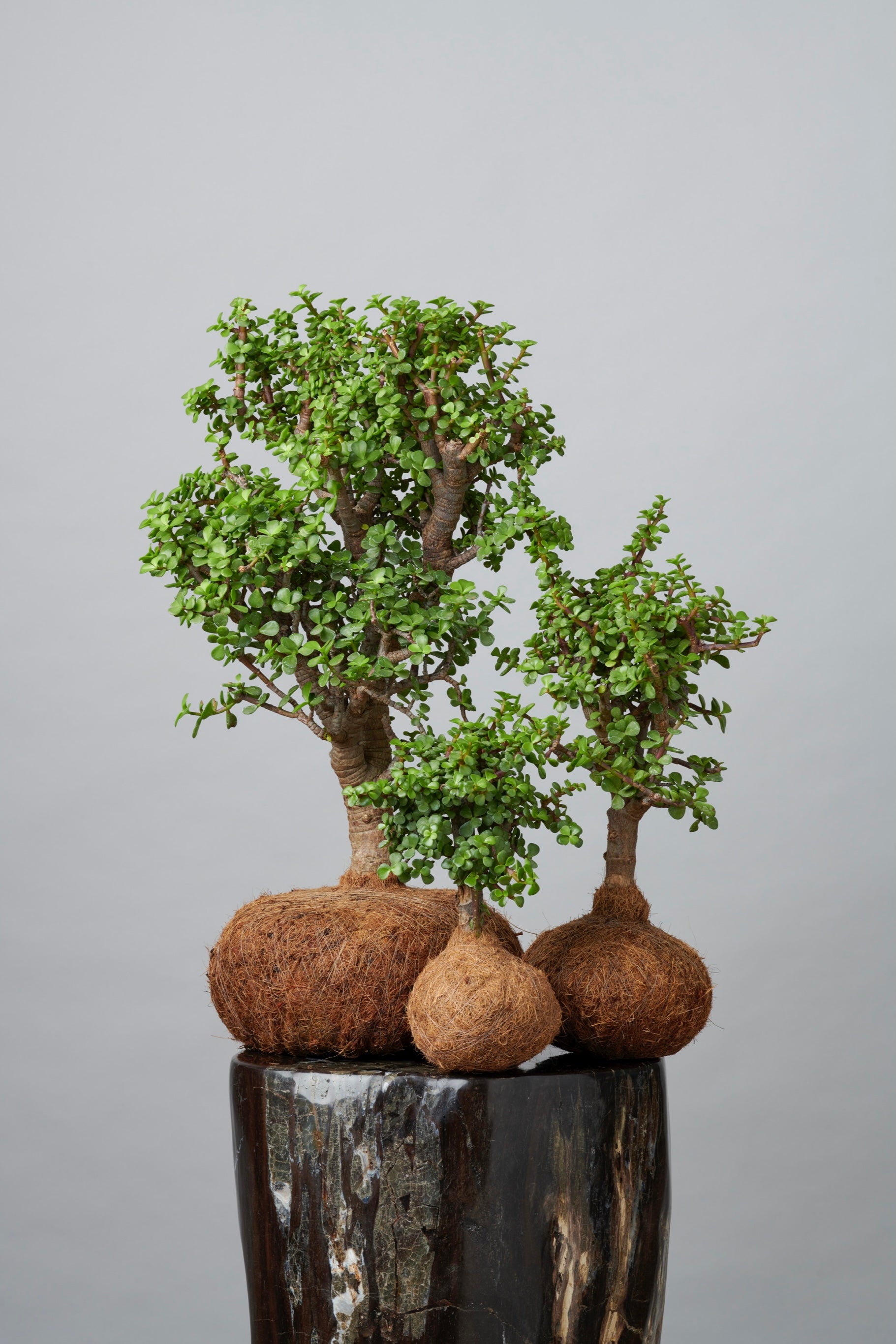 Kokedama Arbol de la Abundancia