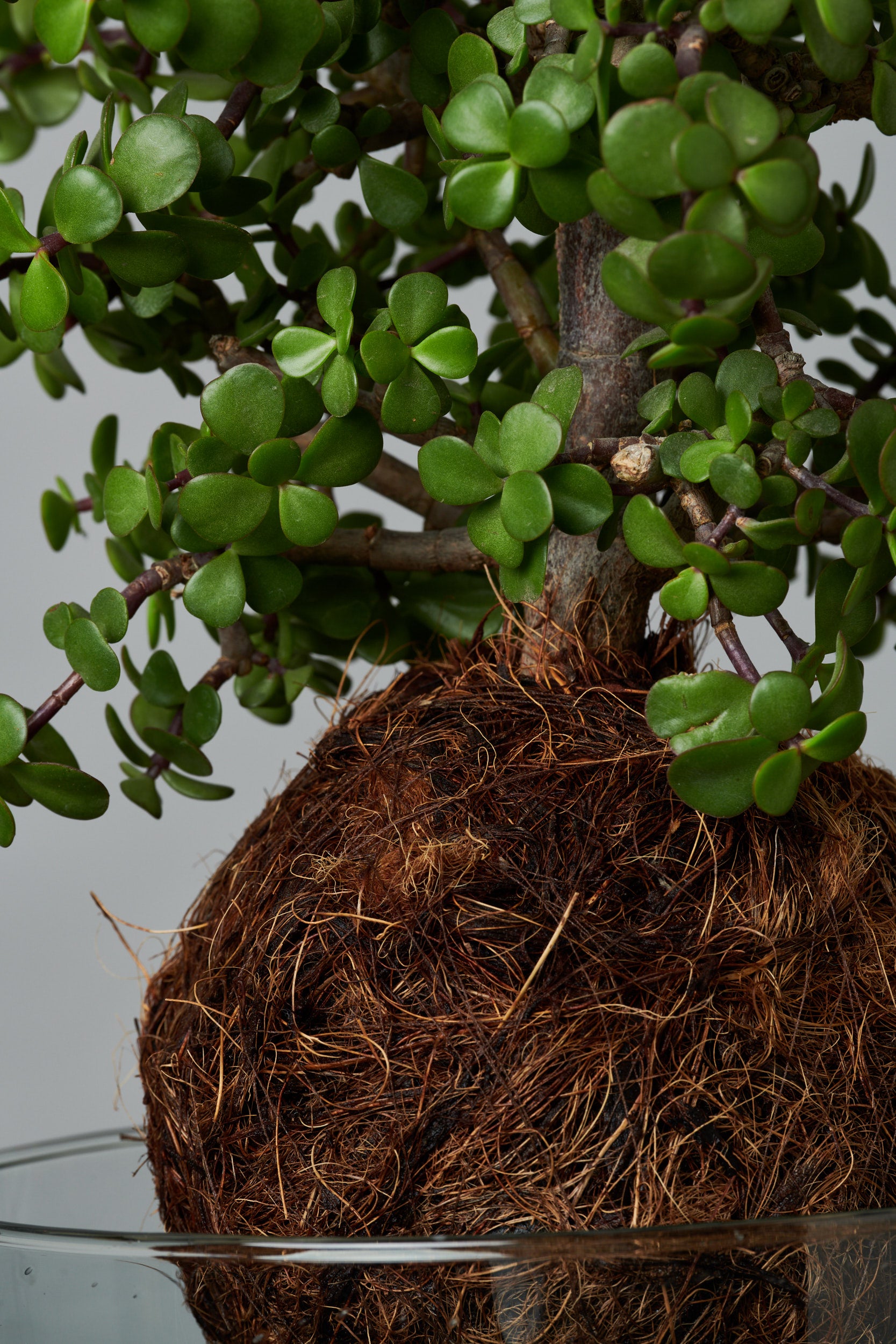 Kokedama Arbol de la Abundancia