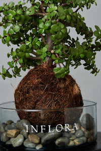 Kokedama Arbol de la Abundancia