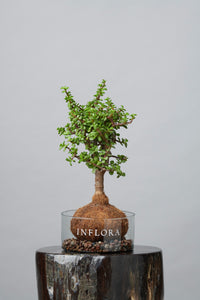 Kokedama Arbol de la Abundancia