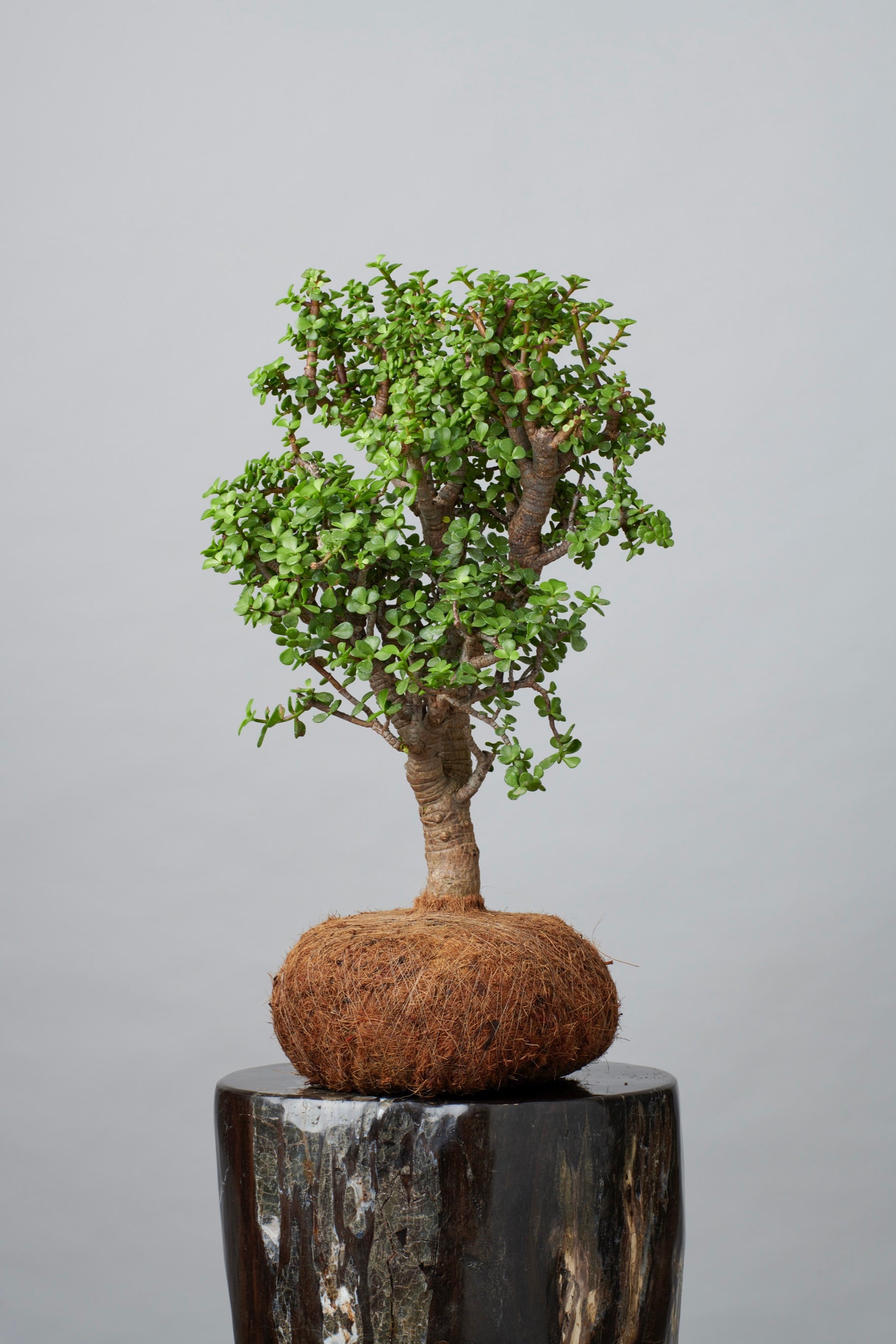 Kokedama Arbol de la Abundancia