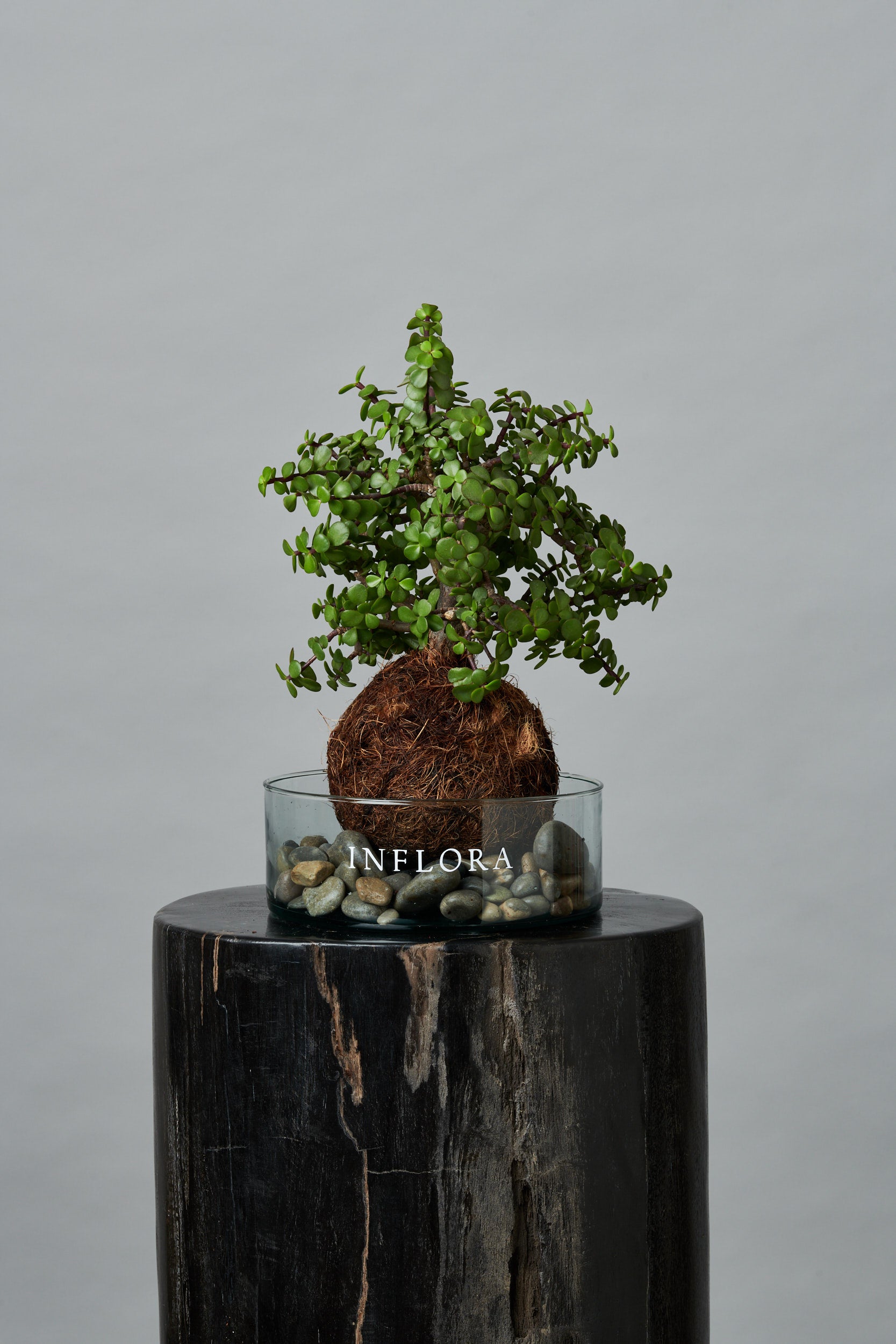 Kokedama Arbol de la Abundancia