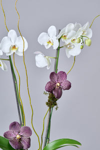 Kokedama Orquidea Blanca con Vandas