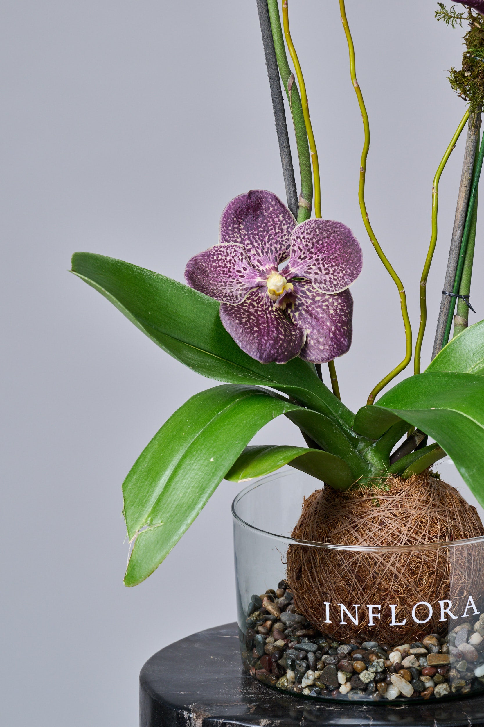 Kokedama Orquidea Blanca con Vandas