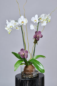 Kokedama Orquidea Blanca con Vandas