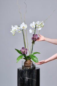 Kokedama Orquidea Blanca con Vandas