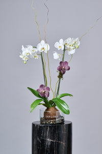 Kokedama Orquidea Blanca con Vandas