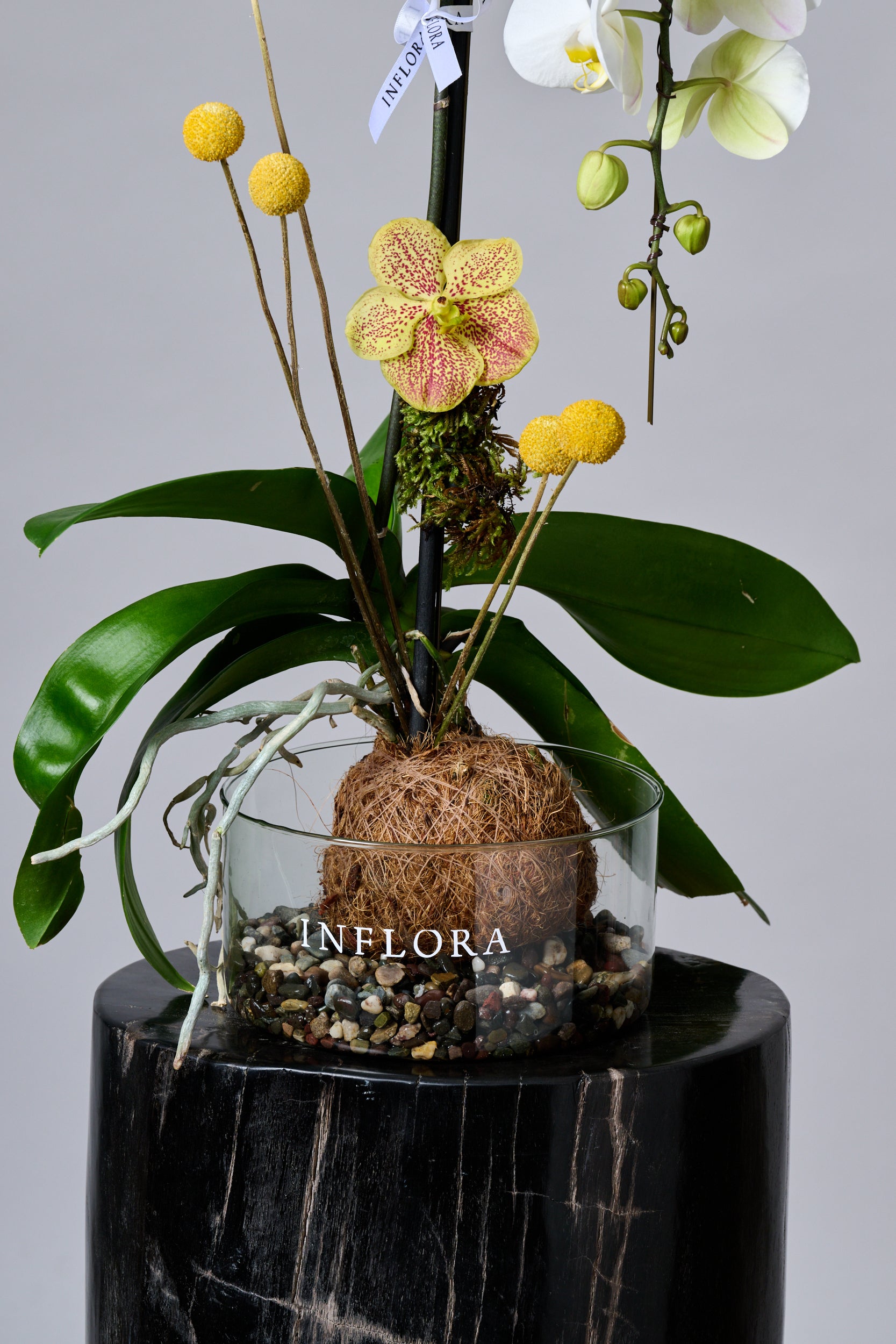 Waterfall Orchid Garden Kokedama