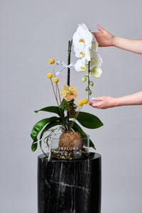 Waterfall Orchid Garden Kokedama