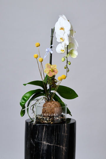 Waterfall Orchid Garden Kokedama