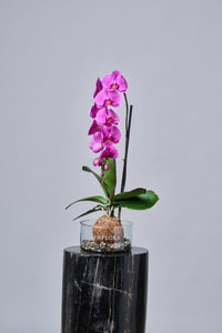 Kokedama Orquídea Cascada Fucsia / Blanca