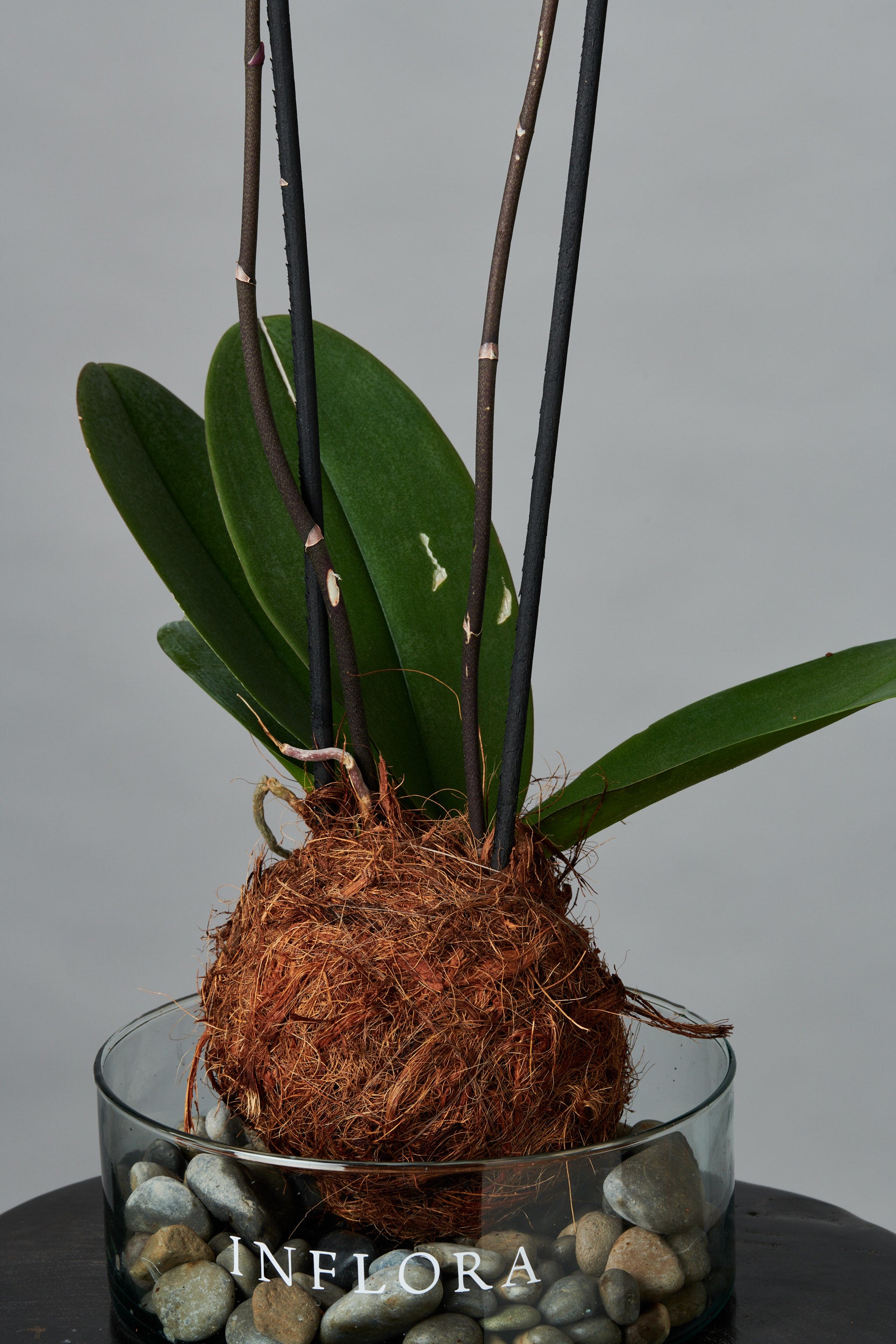 Kokedama Orquídea Fucsia / Blanca