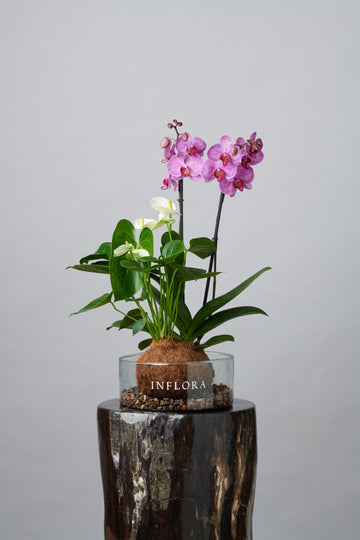 Kokedama Doble Orquídea Fucsia/ Blanco y Anthurium Blanco