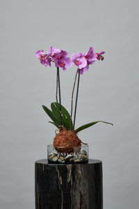 Kokedama Orquídea Fucsia / Blanca