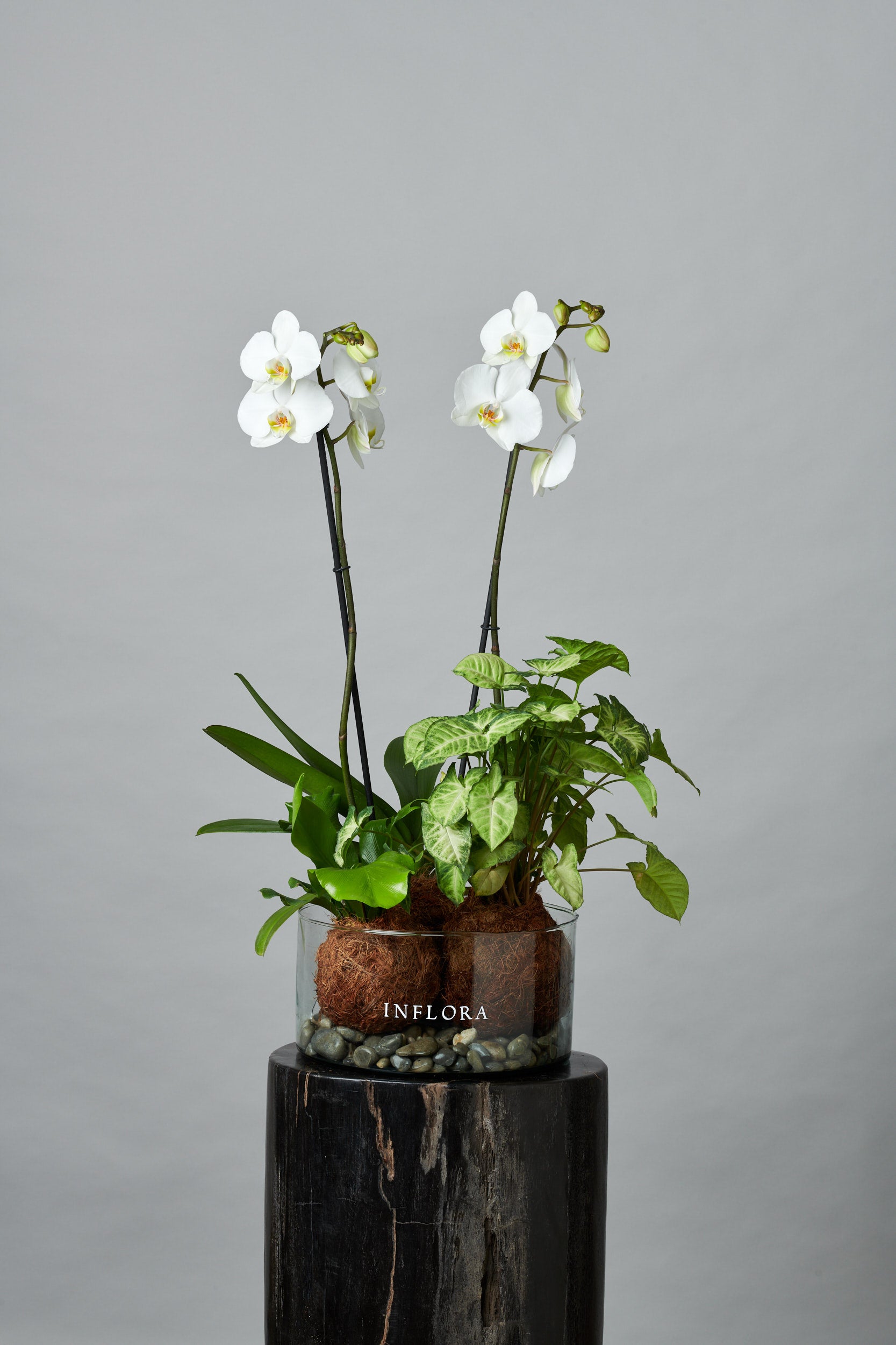 Kokedama Triple Blanca / Fucsia