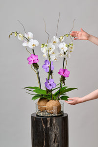 Doble Orquídea Kokedama