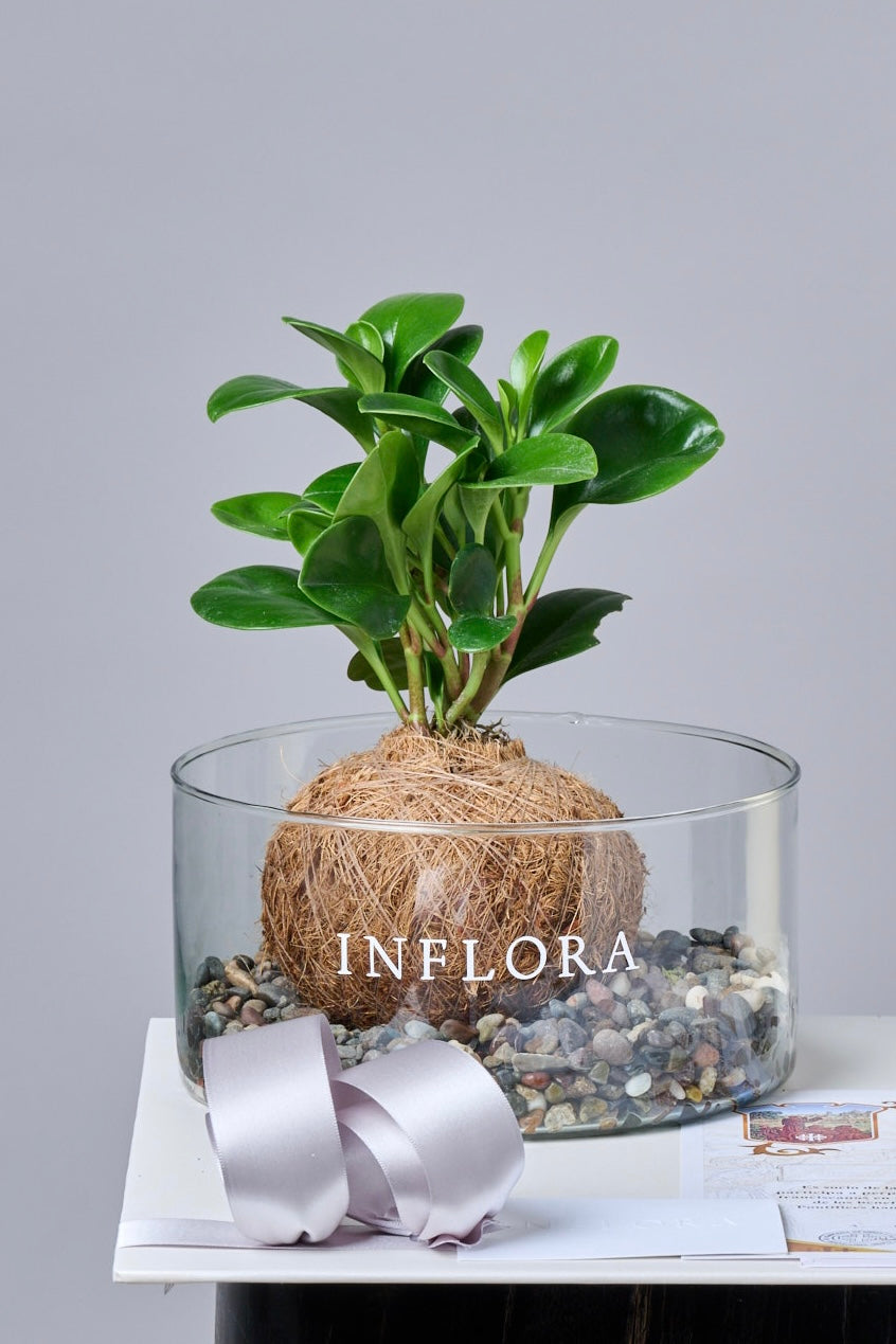 Kokedama Peperomia