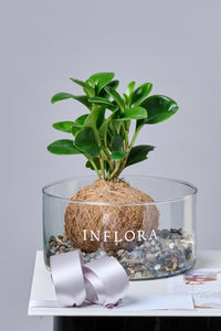 Kokedama Peperomia