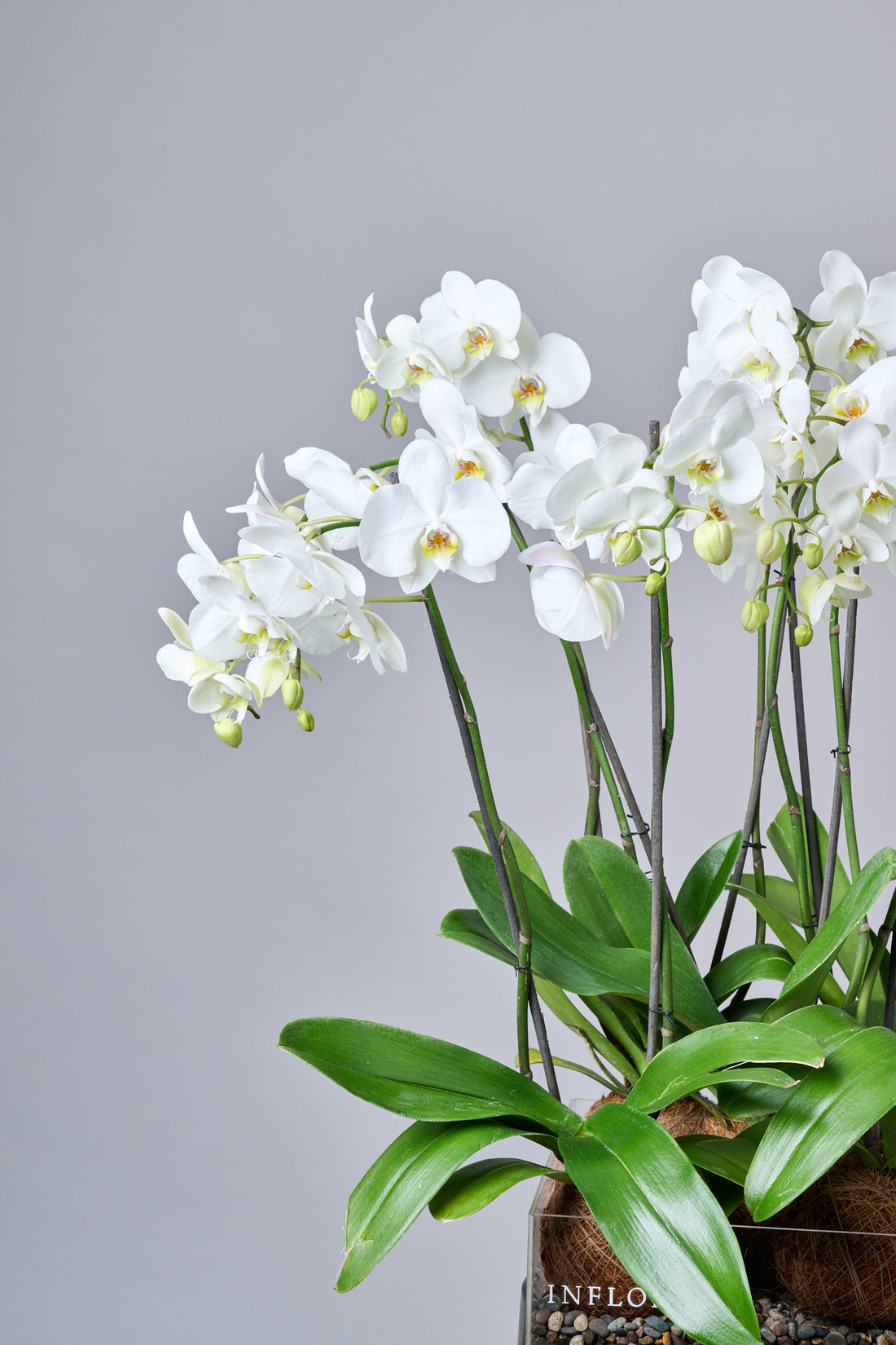 Kokedama Quintuple Orquídea