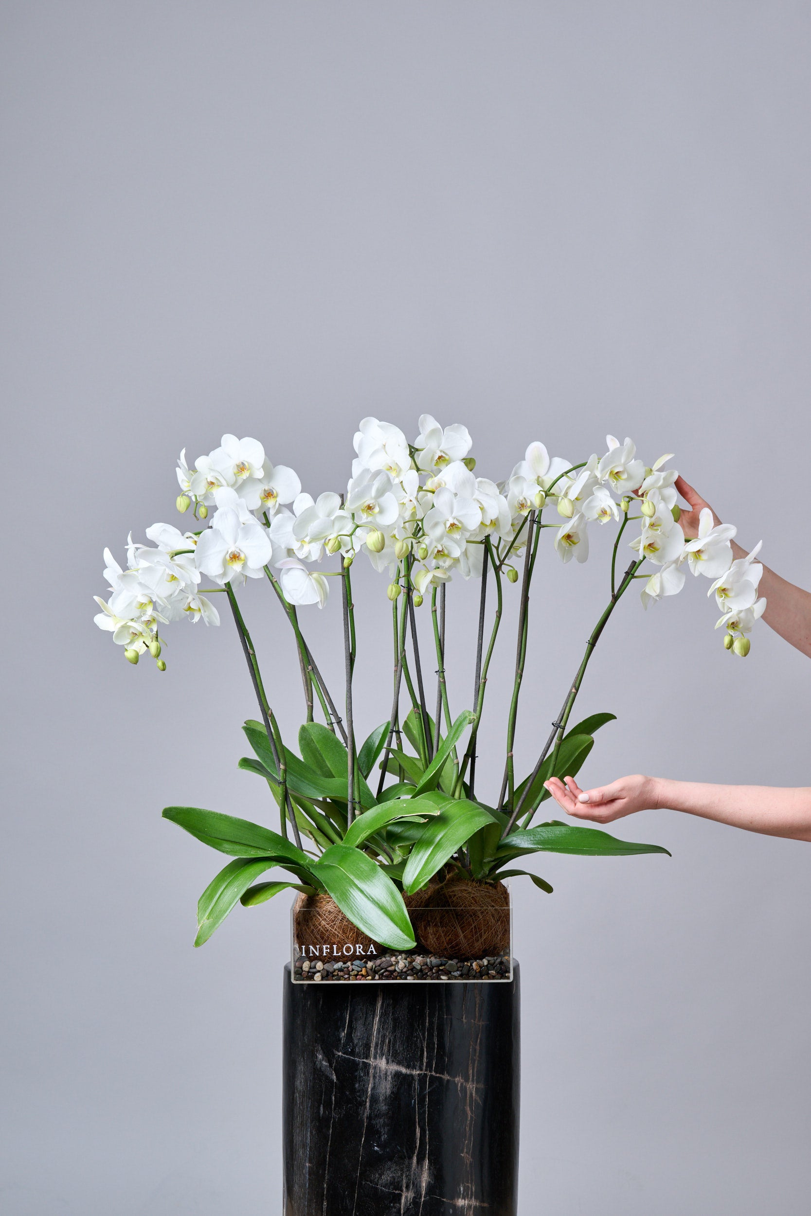 Kokedama Quintuple Orquídea