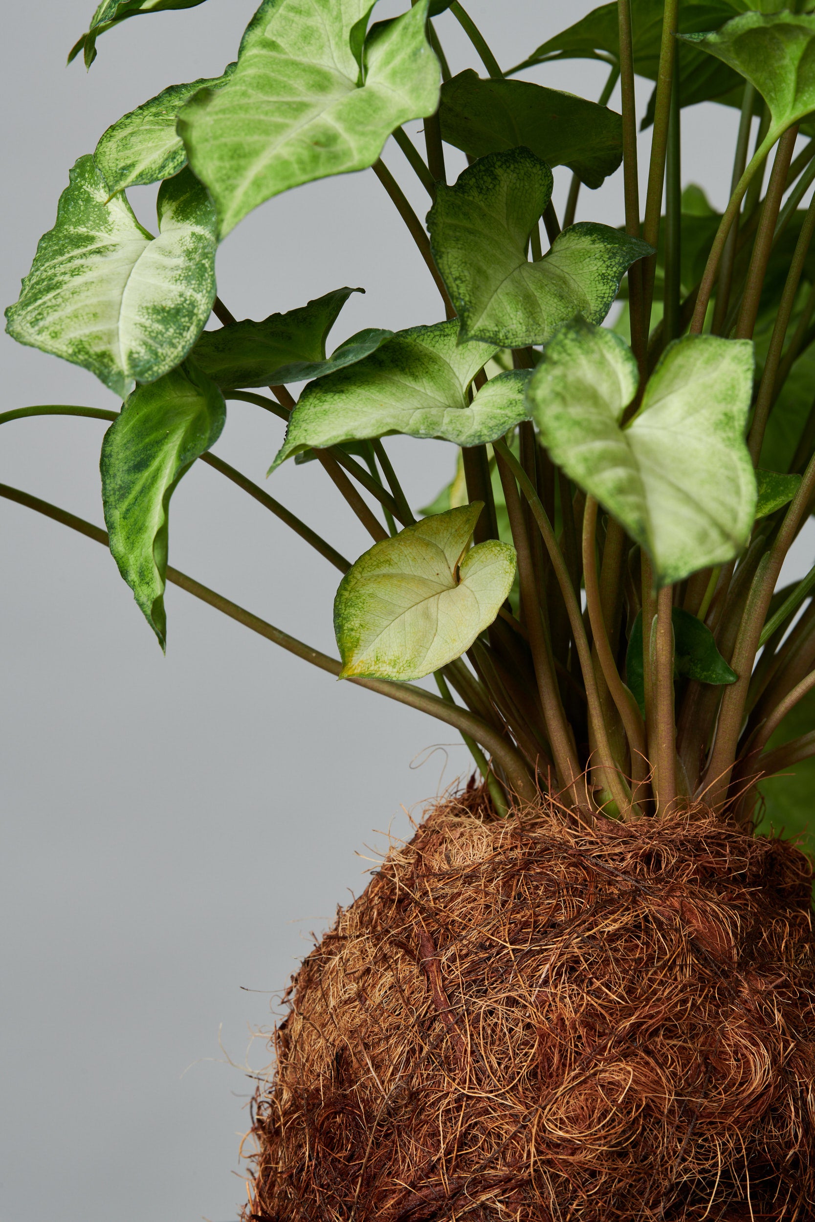 Kokedama Romeo