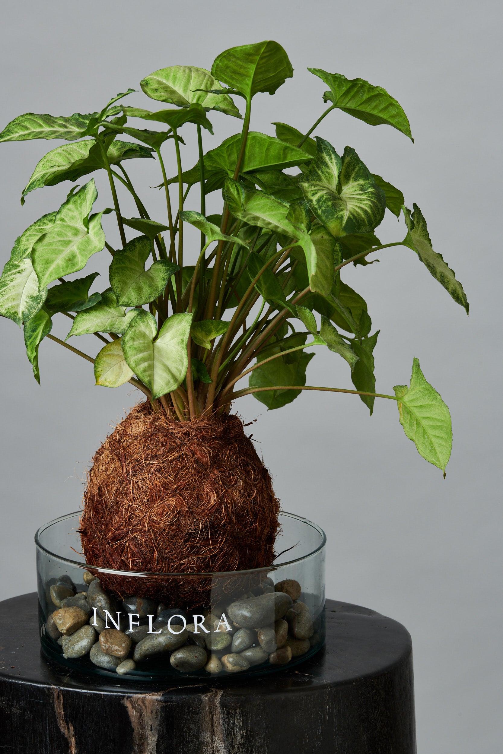 Kokedama Romeo