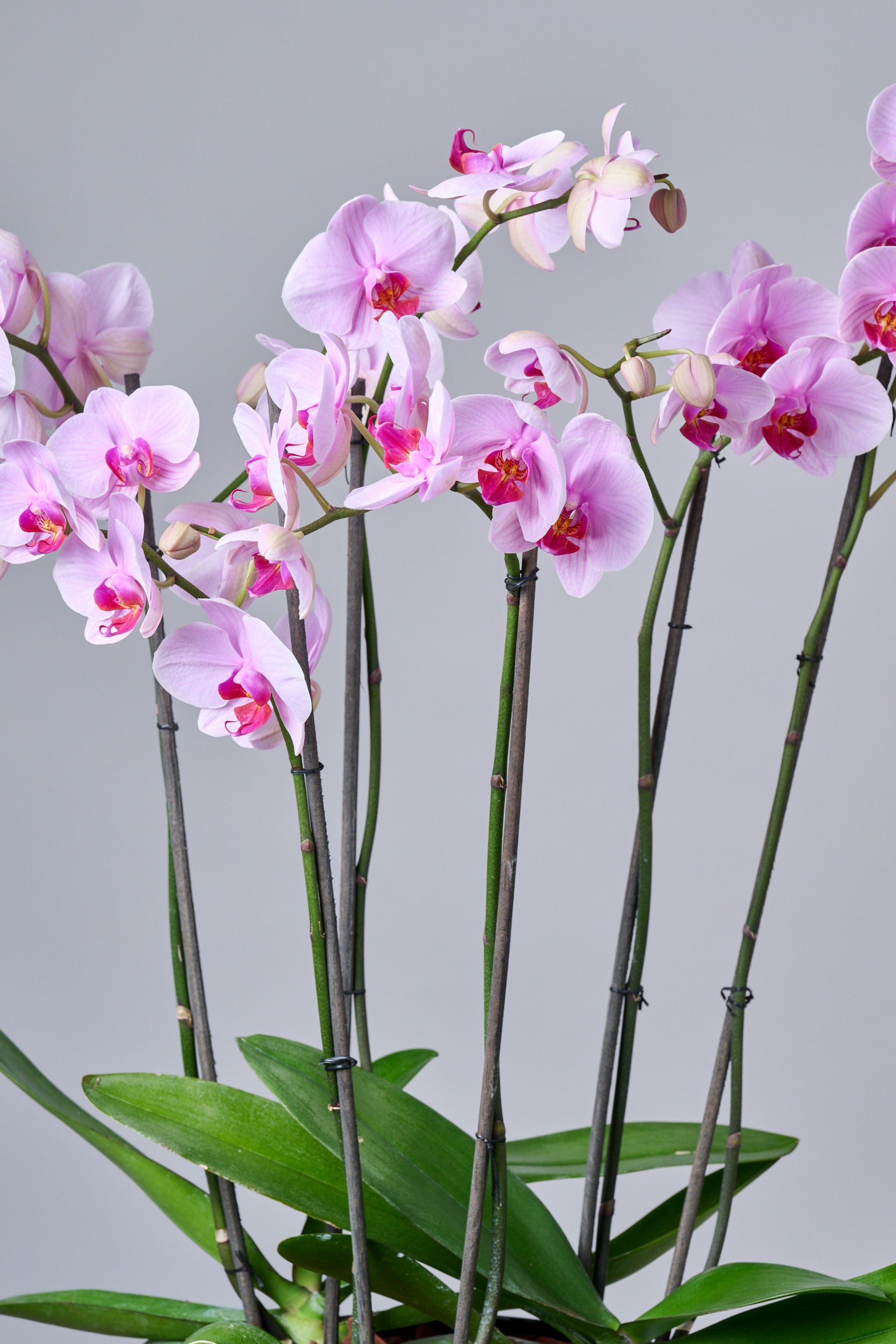 Orquídea Grande Fucsia / Blanca