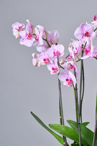 Orquídea Grande Fucsia / Blanca