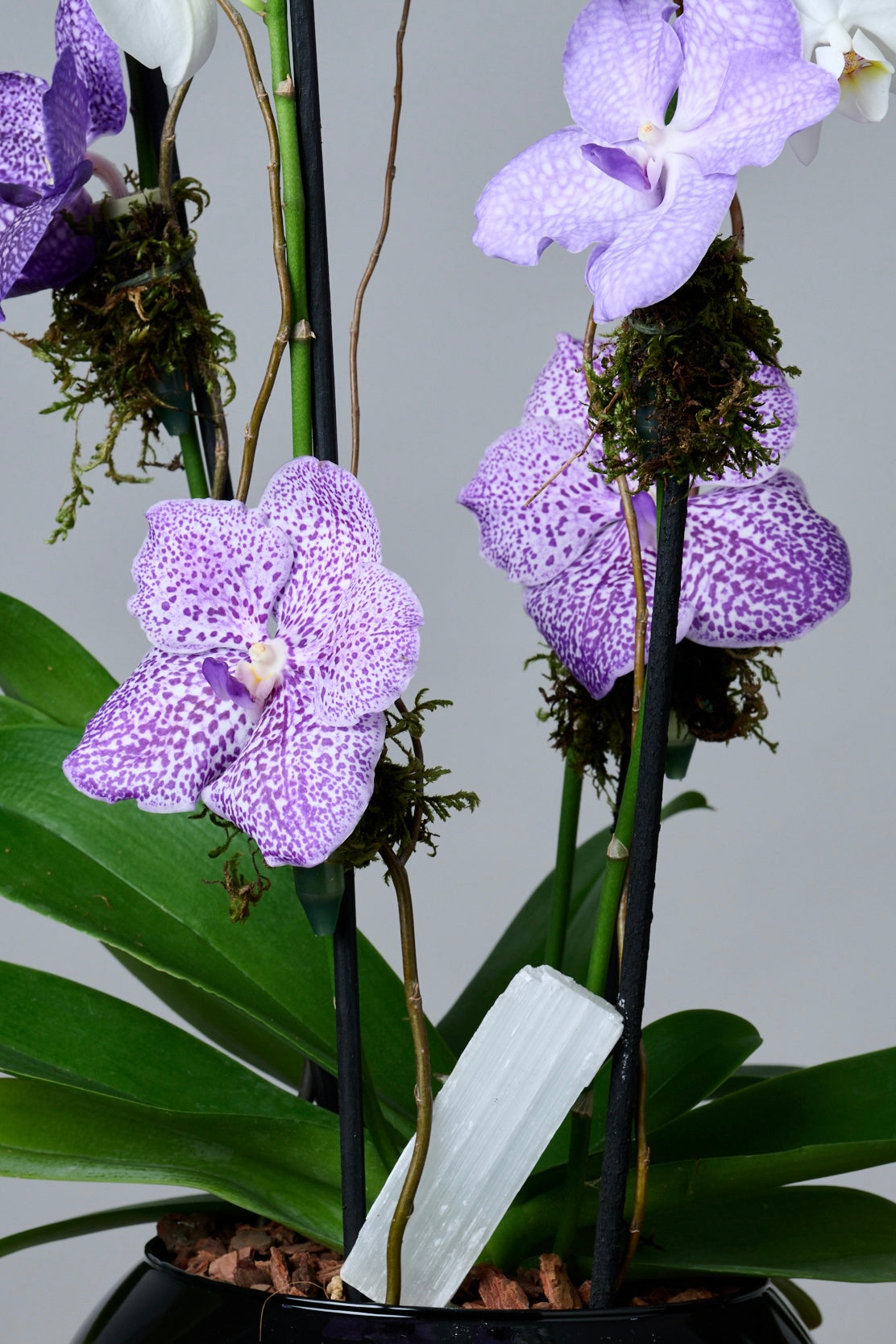 Orquídea Mediana + Vandas