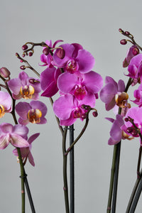 Orquídea Mediana Fucsia / Blanca